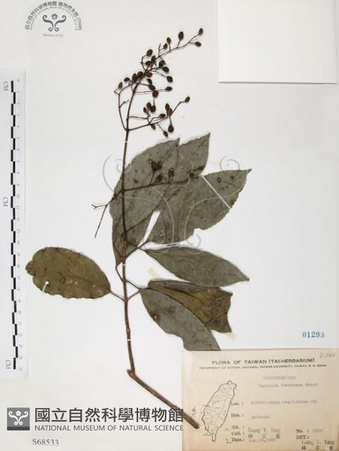 山香圓藏品圖，第1張