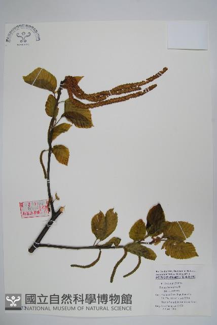 亮葉樺藏品圖，第1張