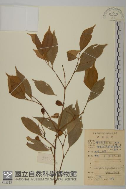 大果衛矛藏品圖，第1張