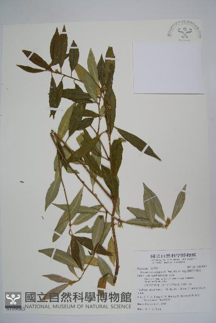 柳狀野扇花藏品圖，第1張