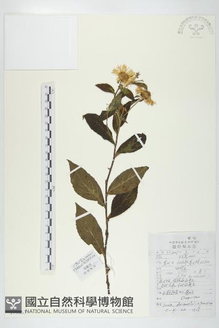 水朝陽花藏品圖，第1張