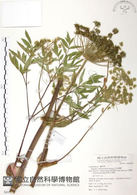 玉山當歸藏品圖，第1張