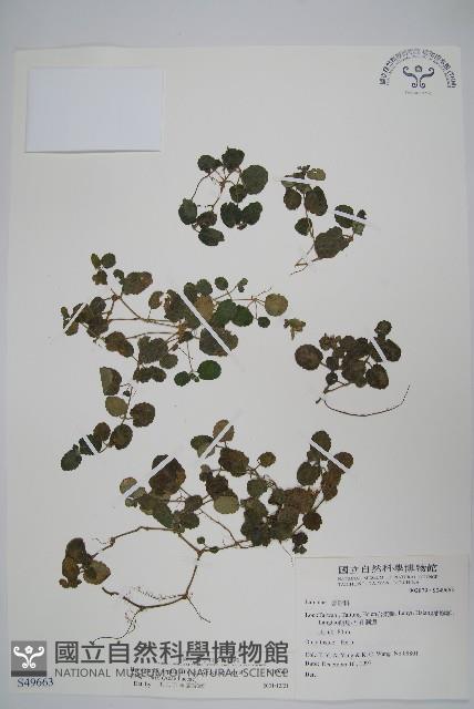 匍匐半插花藏品圖，第1張