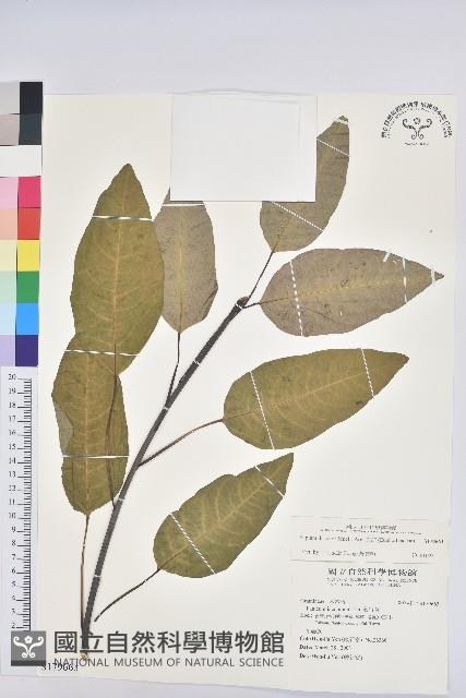 白臼藏品圖，第1張