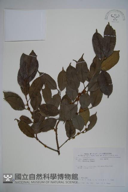 臺灣糊樗藏品圖，第1張