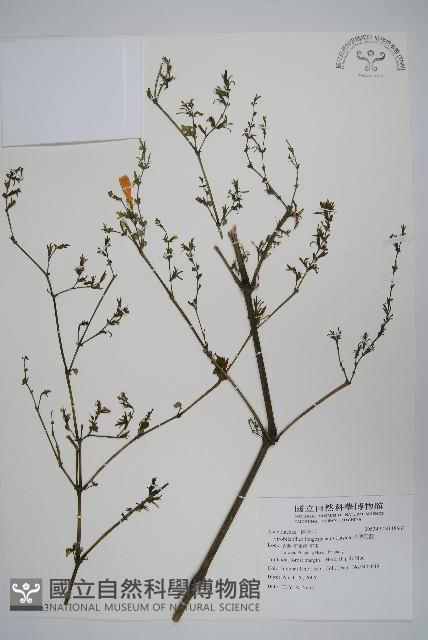 長穗馬藍藏品圖，第1張