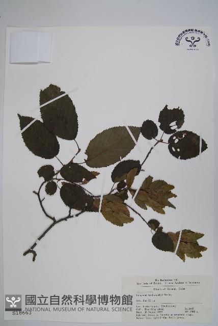 昌化鵝耳櫪藏品圖，第1張