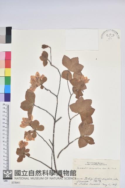 五葉杜鵑花藏品圖，第1張