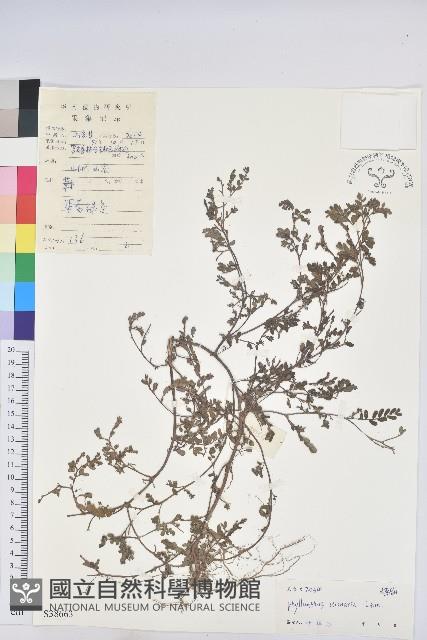 葉下珠、珠仔草藏品圖，第1張