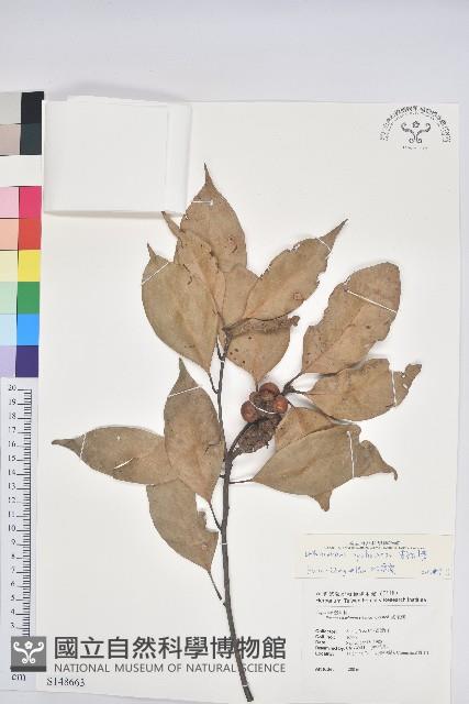 菱果石櫟藏品圖，第1張