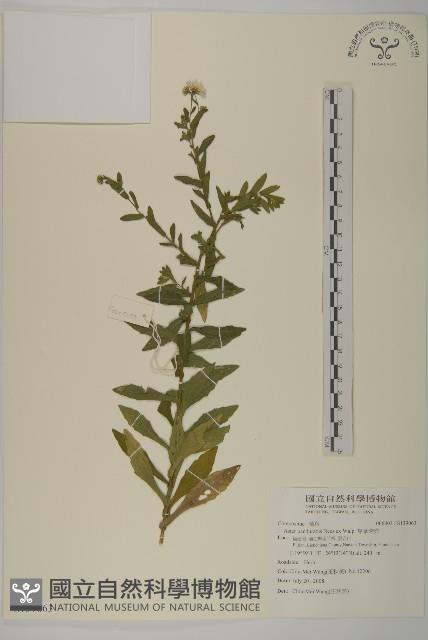 琴葉紫菀藏品圖，第1張