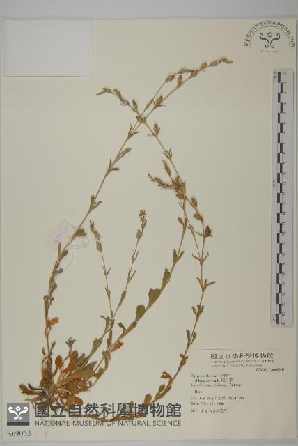 匙葉麥瓶草藏品圖，第1張