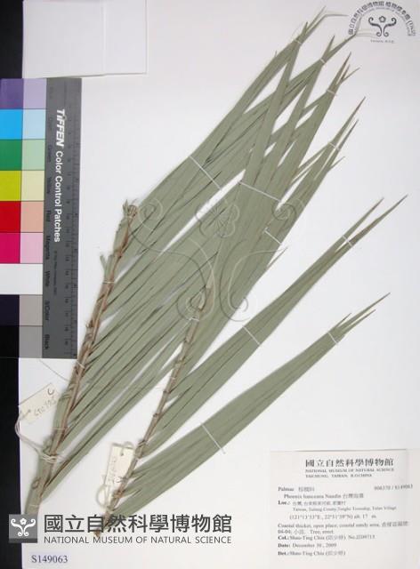 台灣海棗藏品圖，第1張