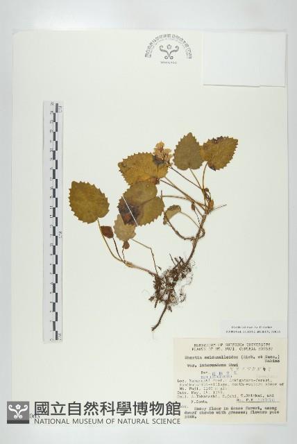 登錄號:S049063藏品圖，第1張