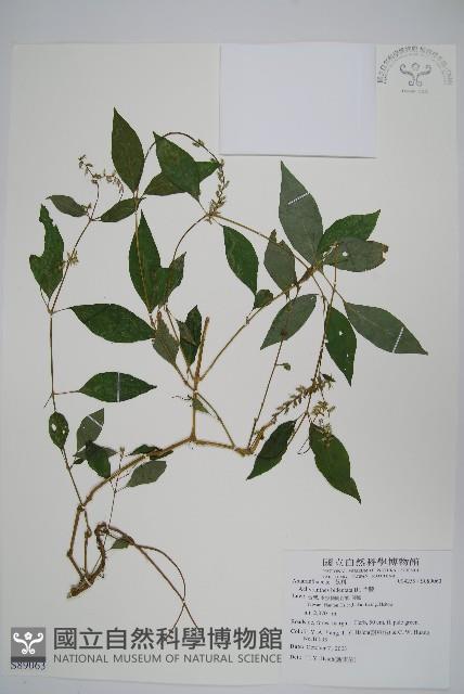 牛膝藏品圖，第1張