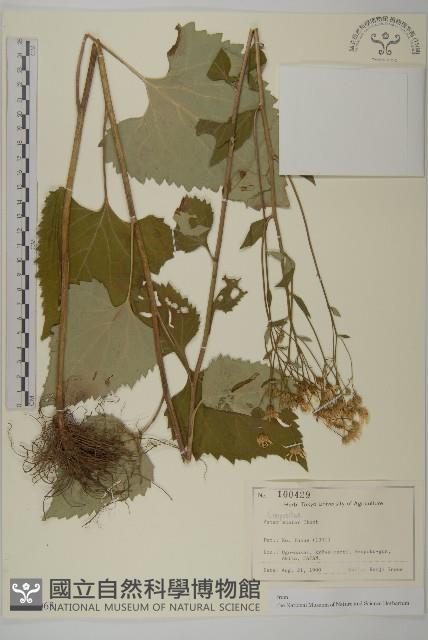 東鳳菜藏品圖，第1張