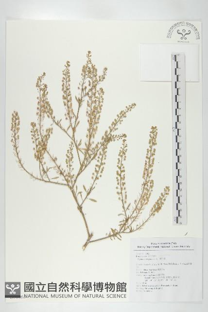 獨行菜藏品圖，第1張