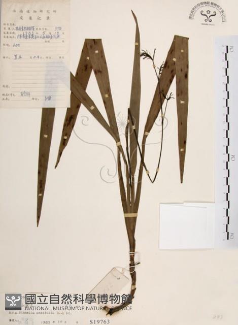 桔梗蘭藏品圖，第1張