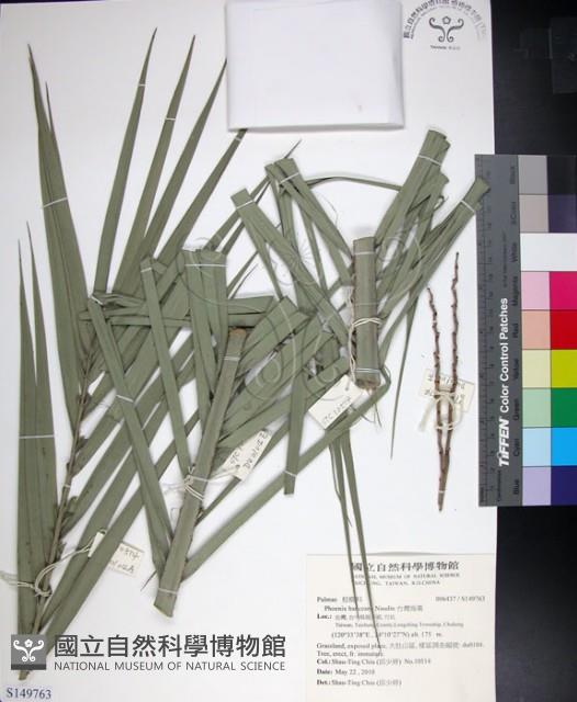 台灣海棗藏品圖，第1張