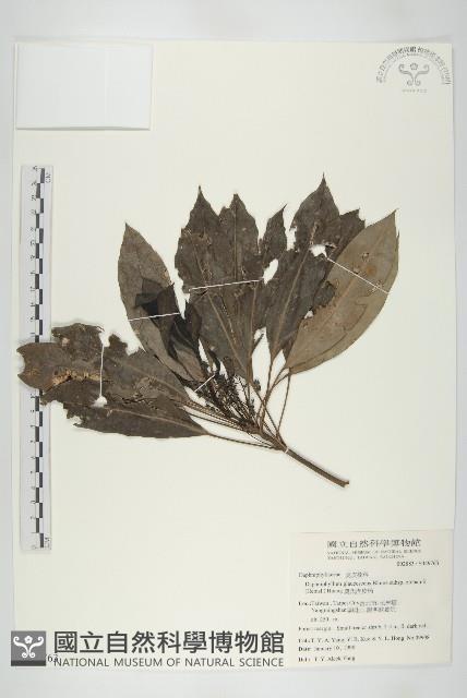 耿氏虎皮楠藏品圖，第1張