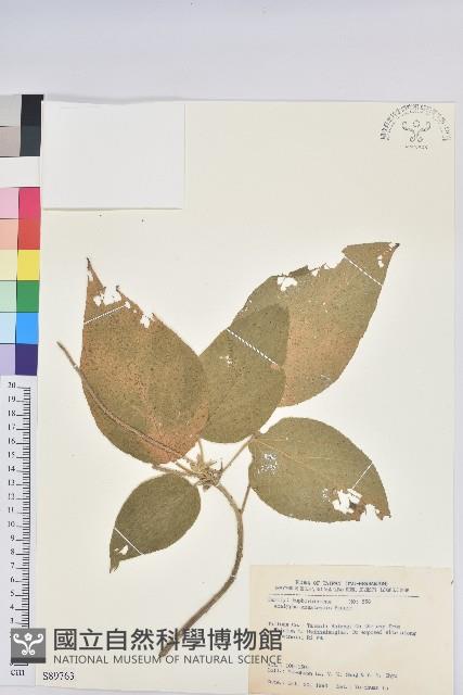 臺灣鐵莧藏品圖，第1張