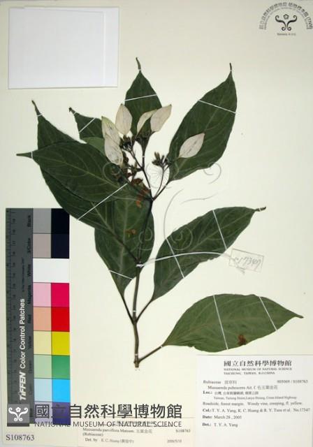 玉葉金花藏品圖，第1張