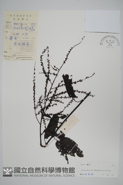 漿果莧藏品圖，第1張