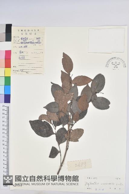 登錄號:S029263藏品圖，第1張