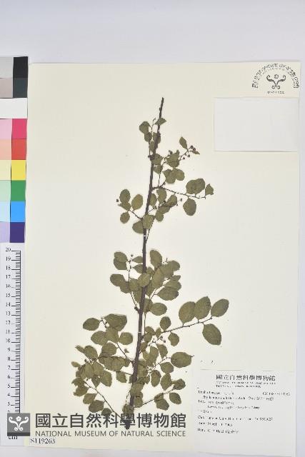Netted-veined Foliage Flower, Kao-hsiung Foliage Flower Collection Image