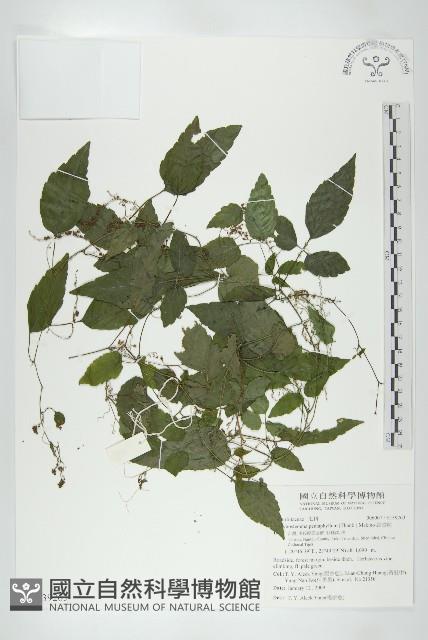 絞股藍藏品圖，第1張