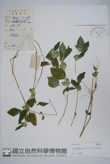 華九頭獅子草藏品圖，第1張