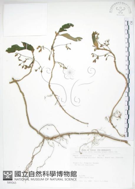 同蕊草、異色線柱苣苔藏品圖，第1張