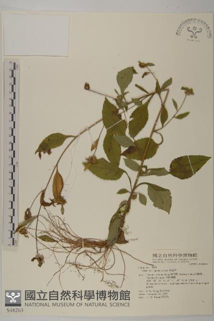 黃金珠藏品圖，第1張