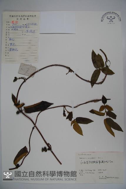 貴州忍冬藏品圖，第1張