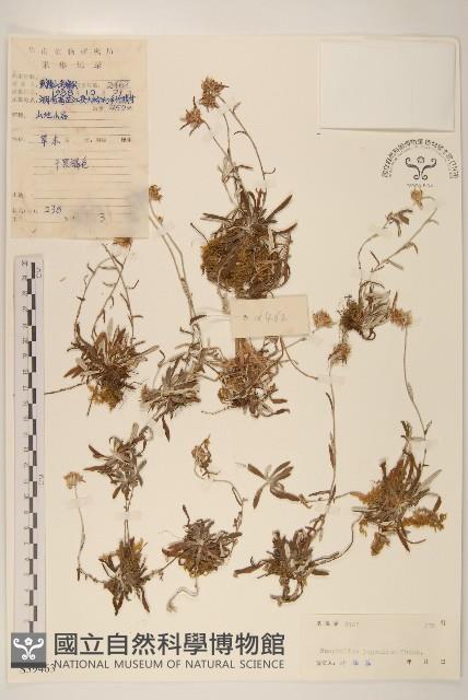 父子草、天青地白藏品圖，第1張