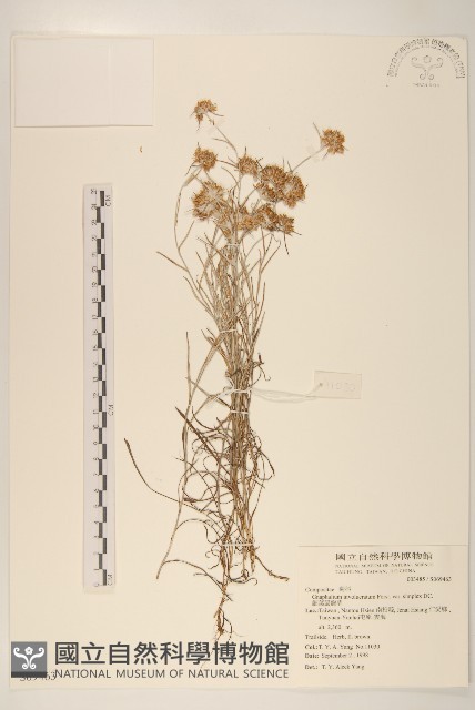細葉鼠麴草藏品圖，第1張