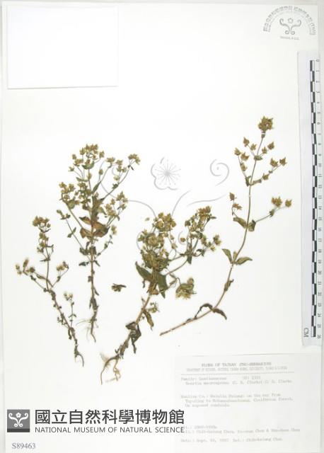 大籽當藥、巒大當藥藏品圖，第1張