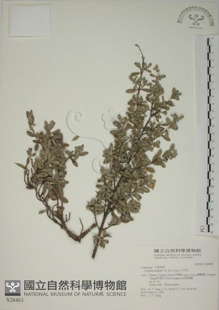 水芫花藏品圖，第1張