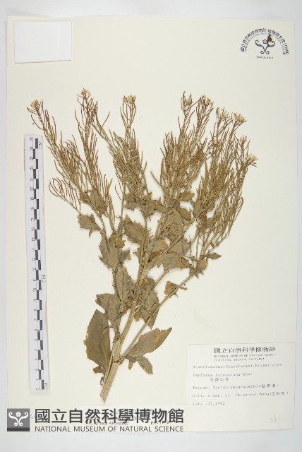 山芥菜藏品圖，第1張