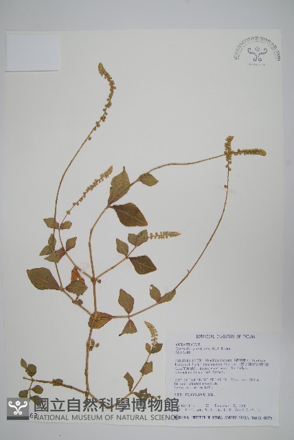 假川牛膝藏品圖，第1張