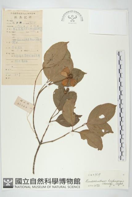 香港四照花藏品圖，第1張