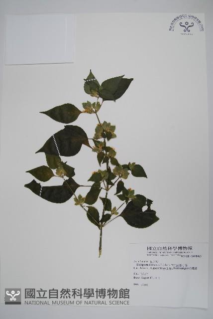 華九頭獅子草藏品圖，第1張