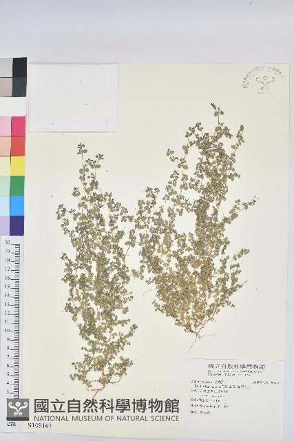 匍根大戟藏品圖，第1張