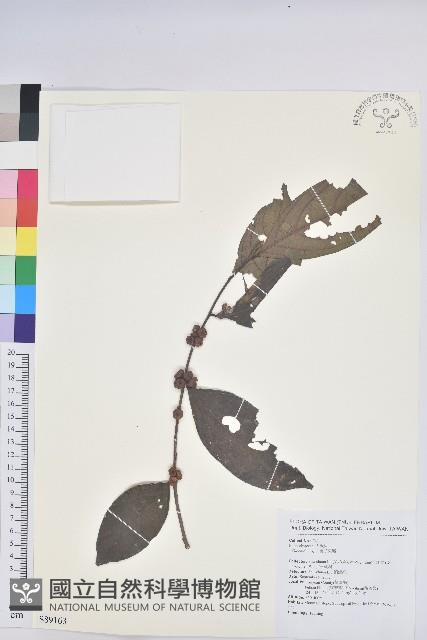 登錄號:S089163藏品圖，第1張