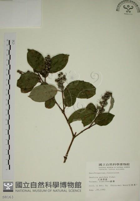 大葉溲疏藏品圖，第1張