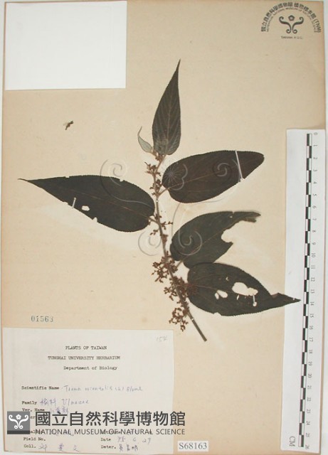 山黃麻藏品圖，第1張