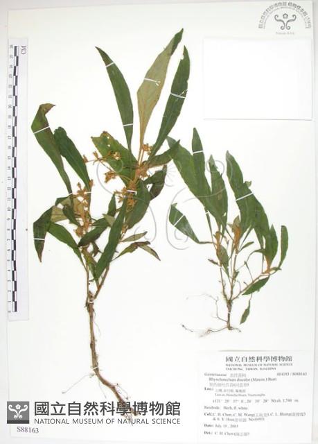 同蕊草、異色線柱苣苔藏品圖，第1張