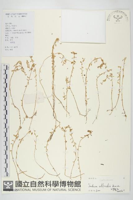 石板菜藏品圖，第1張