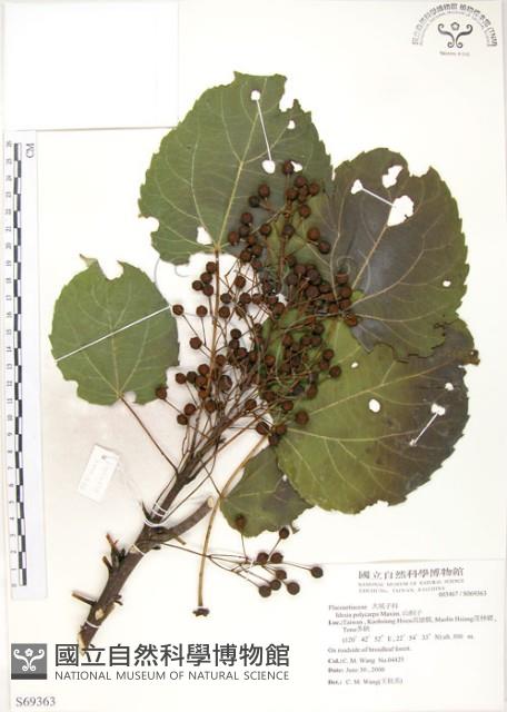 山桐子藏品圖，第1張