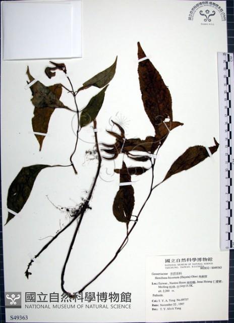 角桐草、台灣半蒴苣苔藏品圖，第1張